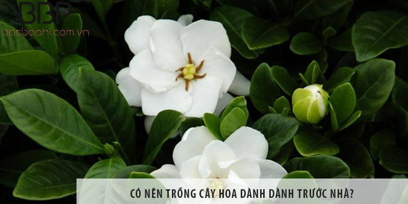 Cách chăm sóc cây dành dành để đạt được hiệu quả phong thủy tốt nhất là gì?
