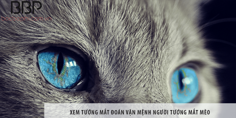 Có những loại tướng mắt mèo nào khác nhau và ý nghĩa của chúng là gì?
