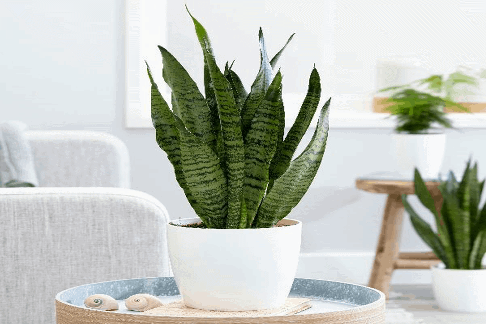 Tại sao nên trồng cây lưỡi hổ trong nhà